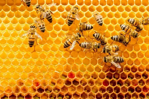 Cera De Abeja Pura 100% 1 Kg -operculo Materia Prima Natural