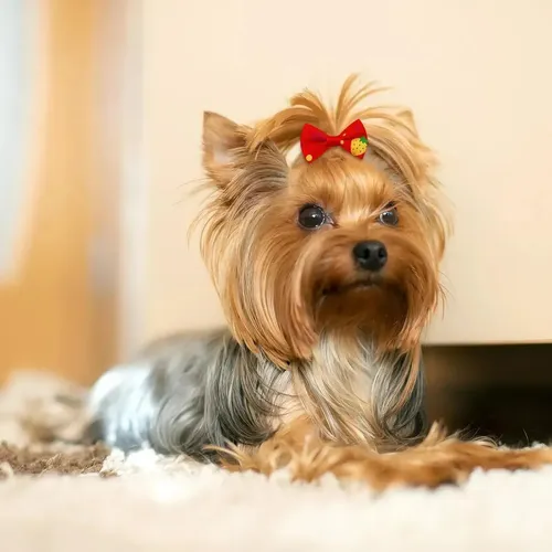 Lazos Pequeños Para El Pelo Con Forma De Perrito, 100 .