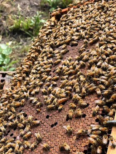 Cera De Abejas Virgen Colmenares Royesol 6kg