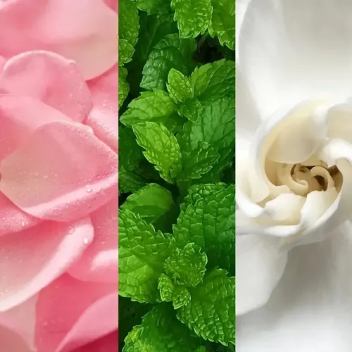 Eh El Tónico De Menta Rosa Nutre Y Rejuvenece La Piel. . K