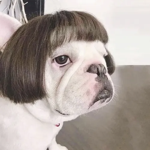 F Peluca For Perro Y Gato, Pelo Rizado, Pelo Liso F