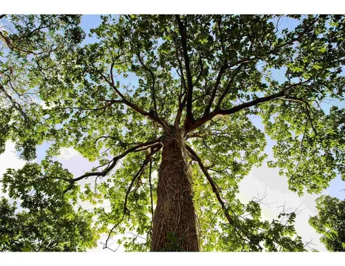 Crema Hidratante Para Manos Ekos Pitanga 40 G Natura