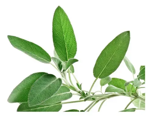 Aceite Esencial Salvia Sclarea Bioterra Vegano Aromaterapia 10mL