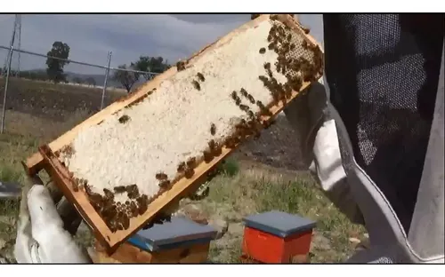 Cera De Abejas Pura Ideal Cremas Unguentos 1 Kg