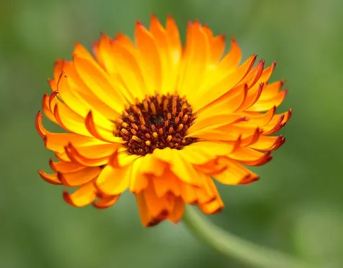 Crema Masaje Descontracturante Calendula Almedra 1k Belgrano