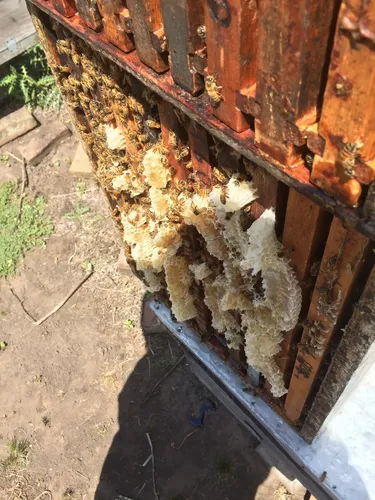 Cera De Abeja Virgen Colmenares Royesol 12kg