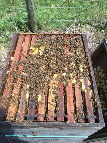 Cera De Abejas Virgen Colmenares Royesol 6kg