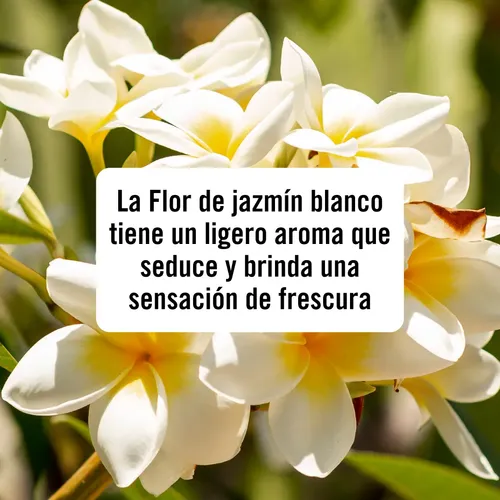 Jabón Líquido Íntimo DermoVagisil Esencias Delicadas Jazmin Blanco 354ml