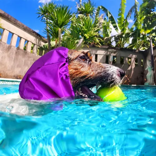 Q Gorro Baño 3 Pcs Perro Impermeable Protección Orejas Q