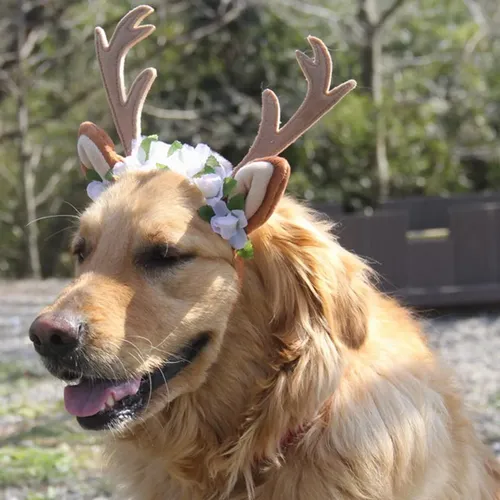 Accesorios Para Pelo De Perro Y Gato L