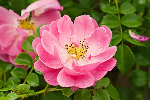 Aceite Puro De Rosa Mosqueta 500cc Caba Belgrano Envios