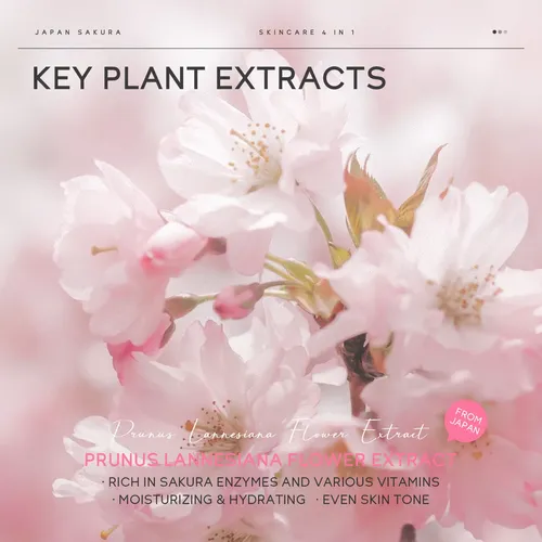 / Set De Regalo Laikou Pro Japan Sakura De 4 Piezas, Kit De+