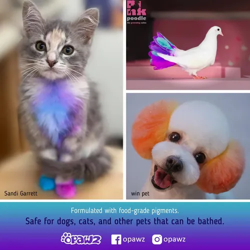 Tinte Para Mascotas Opawz Semipermanente Naranja Calabaza Pa