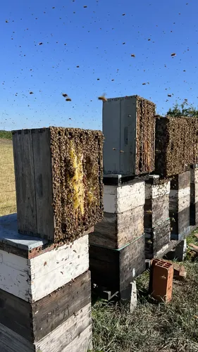 Cera De Abejas Virgen (sin Filtrar) Colmenares Royesol X10kg