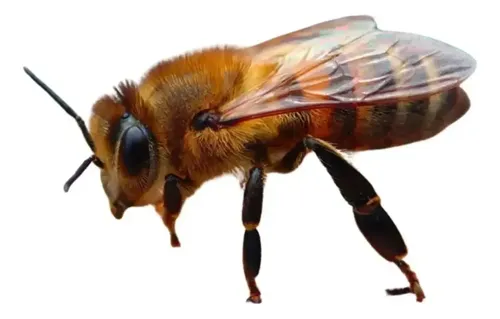 Cera De Abejas Pura 100% Filtrada Sin Impurezas X 1 Kg.