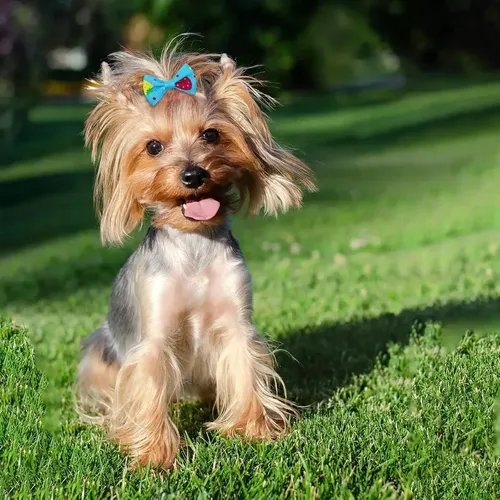 Lazos Pequeños Para El Pelo Con Forma De Perrito, 100 .