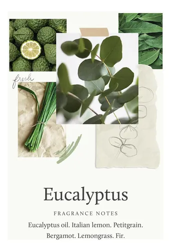 Limpiador Corporal Thymes Nourishing Eucalyptus 473 Ml Con B