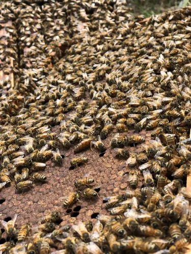 Cera De Abejas Virgen (sin Filtrar) Colmenares Royesol X10kg