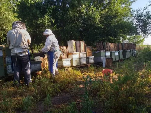 Cera De Abejas Blanqueda Escamas (operculo) X 100 Grs