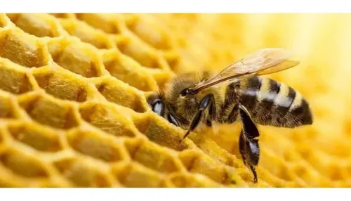 Cera De Abejas Pura 100% Filtrada Sin Impurezas X 1 Kg.