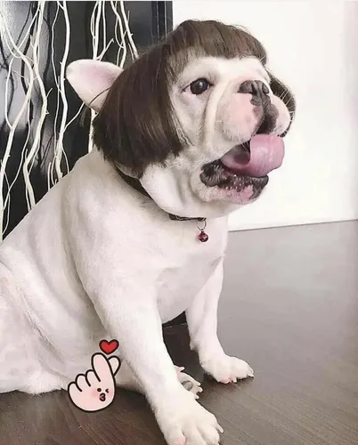 F Peluca For Perro Y Gato, Pelo Rizado, Pelo Liso F