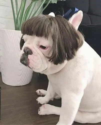 F Peluca For Perro Y Gato, Pelo Rizado, Pelo Liso F
