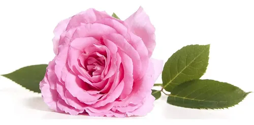 Tónico Facial De Rosas En Spray 8 Oz Con Aloe Y Hamamelis
