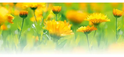 Aceite Para Masaje De Caléndula Apto Vegano Celíaco – Weleda