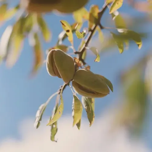 Fluido para cuerpo L’Occitane Velo de leche de almendra en dosificador 240mL almendras