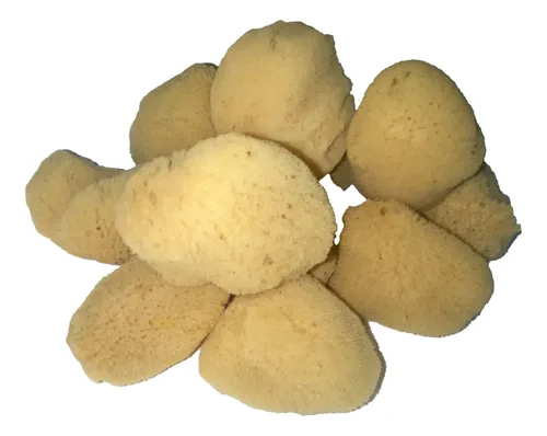 Maquillaje Cosmético Silk Sponges Impresionante Aquatic Soft