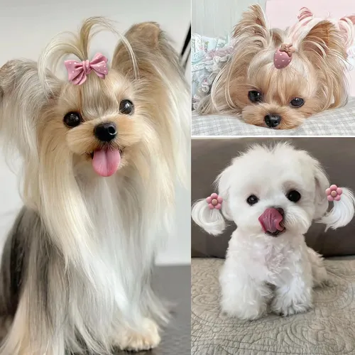 Accesorios Para El Pelo De Perros Pequeños En Color