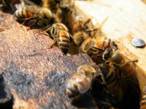 Cera De Abejas Pura Ideal Cremas Unguentos 1 Kg