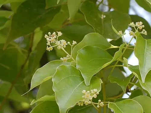 Oleo Para Masajes Relajantes Menta Alcanfor Mentol 500c Caba