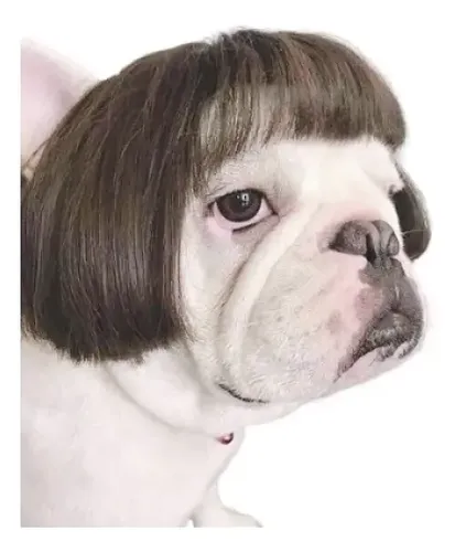 F Peluca For Perro Y Gato, Pelo Rizado, Pelo Liso F