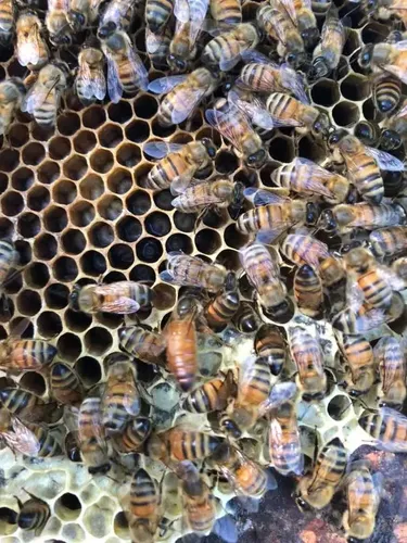 Cera De Abejas Virgen (operculo) X 1kg