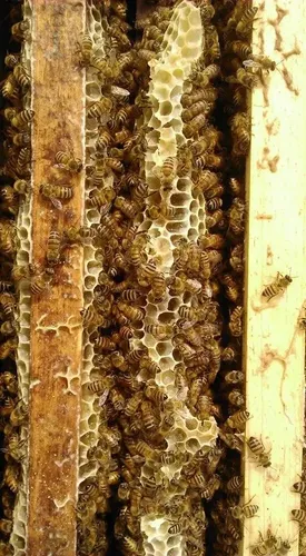 Cera Virgen De Abejas 1k Pura Cosmetica