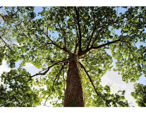 Ekos Castaña Manteca Hidratante Para El Cuerpo 200 G