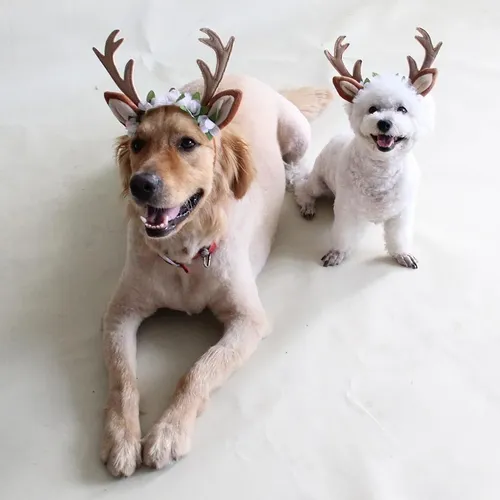 Accesorios Para Pelo De Perro Y Gato L