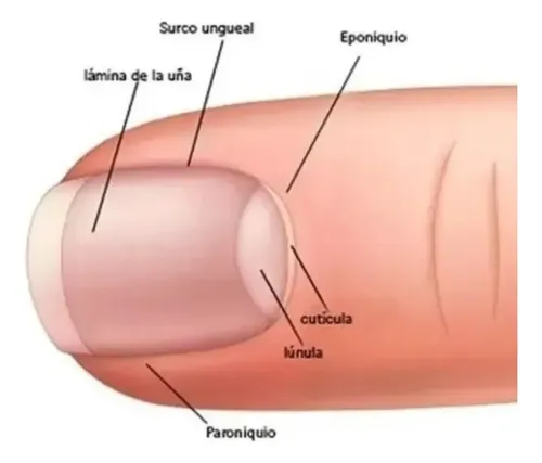 Set Pedicura Manicura Uñas Pies Manos Herramientas 8pzs