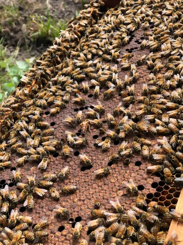 Cera De Abeja Virgen Colmenares Royesol 3kg