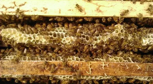 Cera De Abejas Pura Ideal Cremas Unguentos 1 Kg