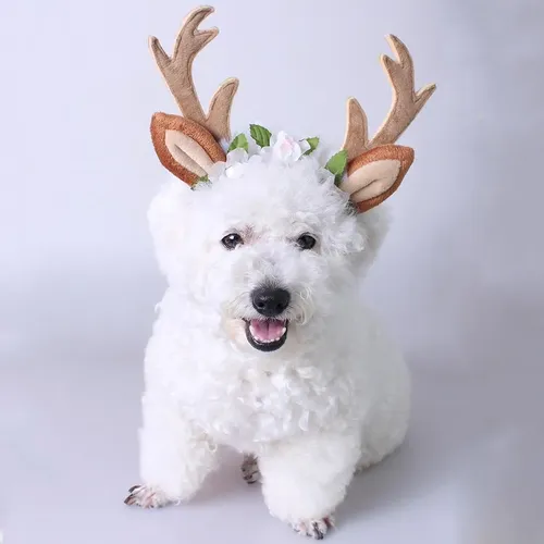Accesorios Para Pelo De Perro Y Gato L