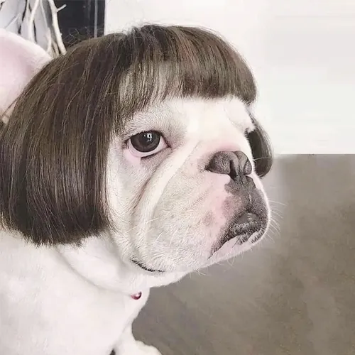 Y, Peluca For Perro Y Gato, Pelo Rizado, Pelo Liso