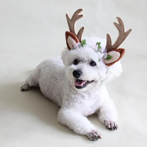 Accesorios Para Pelo De Perro Y Gato L