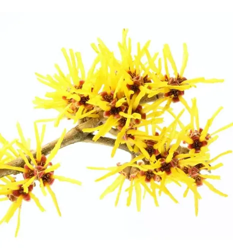 Agua De Hamamelis Hidrolato 100ml Naturalla Piel Sensible
