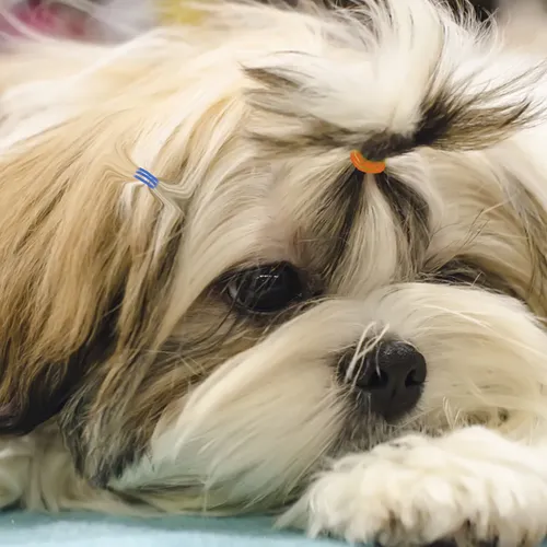 Cintas Elásticas Duraderas Para Gatos Y Perros, Cabellos Par