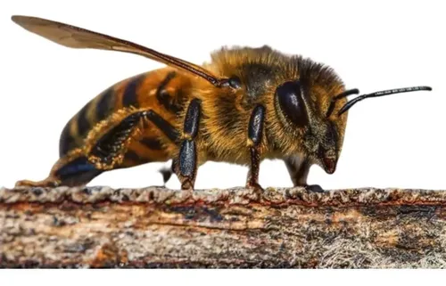 Cera De Abejas Pura 100% Filtrada Sin Impurezas X 1 Kg.