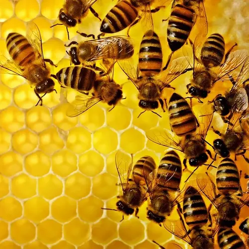 Cera De Abeja Pura 100% 1 Kg -operculo Materia Prima Natural