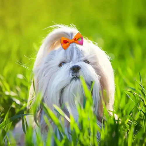Lazos Pequeños Para El Pelo Con Forma De Perrito, 100 .