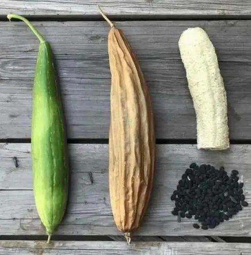 Discos Exfoliantes Vegetal Natural Vegano X 3 Unidades